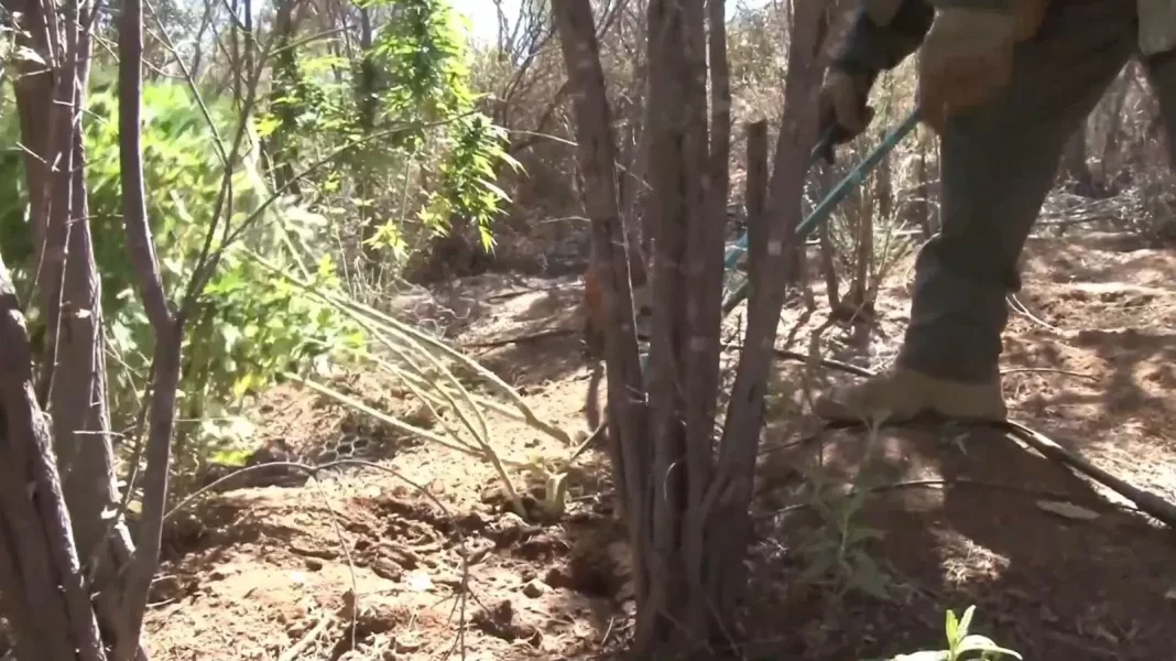 Statewide Crackdown in California Destroys Nearly 775,000 Illegally Grown Cannabis Plants